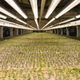 Arugula micro greens are grown at AeroFarms on February 19, 2019, in Newark, New Jersey.